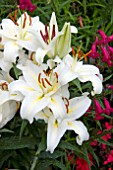 LILIUM LUZIA