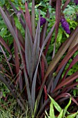 PHORMIUM IN THE RED