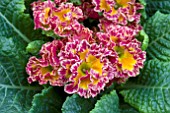 PRIMULA SUZETTE (RED SHADES)