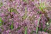 ALLIUM FIRMAMENT