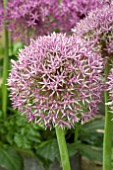 ALLIUM JACKPOT