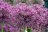 ALLIUM PURPLE RAIN