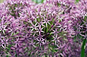 ALLIUM SPARTACUS