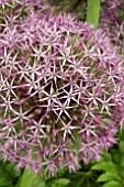 ALLIUM UNIVERSE