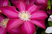 CLEMATIS BOURBON