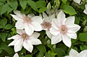 CLEMATIS CORINNE