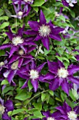 CLEMATIS HAKU OOKAN