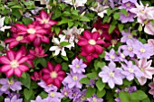 CLEMATIS FLOWER MIX