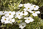 CORNUS FLORIDA CHEROKEE DAYBREAK