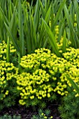 EUPHORBIA CYPARISSIAS WITH CROCOSMIA LUCIFER