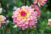 DAHLIA HYPNOTICA ROSE BICOLOUR