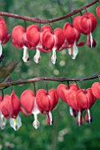 DICENTRA VALENTINE