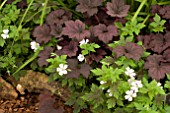 HEUCHERA FROSTED VIOLET WITH GERANIUM KATHERINE ADELE