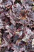 HEUCHERA BLACKOUT