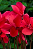 CYCLAMEN CANTO SCARLET