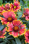 GAILLARDIA SUNSET FLASH