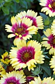 GAILLARDIA SUNSET MEXICAN