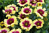 GAILLARDIA SUNSET MEXICAN