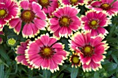 GAILLARDIA SUNSET POPSY