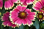 GAILLARDIA SUNSET POPSY