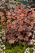 HEUCHERA CHERRY COLA