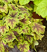 HEUCHERA CITRUS SHOCK