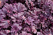 HEUCHERA FOREVER PURPLE