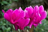 CYCLAMEN CANTO SILVER LILAC