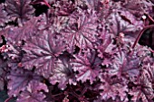 HEUCHERA FOREVER PURPLE