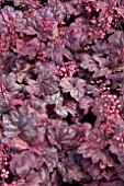 HEUCHERA GRAPE SODA