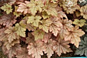 HEUCHERA HONEY ROSE