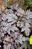 HEUCHERA MAGIC FLUTE