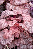 HEUCHERA PAULINE