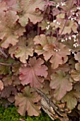 HEUCHERA TANGERINE WAVE