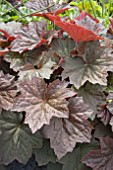 HEUCHERA WALNUT