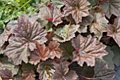 HEUCHERA WALNUT