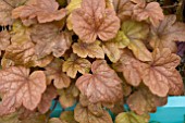 HEUCHERELLA BUTTERED RUM