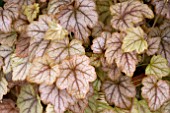 HEUCHERELLA COPPER CASCADE