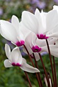 CYCLAMEN CANTO WHITE WITH EYE