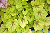 HEUCHERELLA FIRE FROST