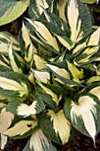 HOSTA ETERNAL FLAME