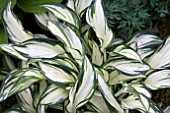 HOSTA FIREWORKS