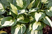 HOSTA PATHFINDER