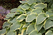 HOSTA PILGRIM