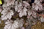 HEUCHERA SILVER GILT