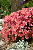 LEWISIA GEORGE HENLEY