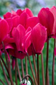 CYCLAMEN CANTO WINE RED