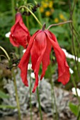 MECONOPSIS PUNICEA