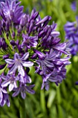 AGAPANTHUS SUNSET SKY