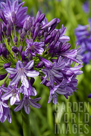 AGAPANTHUS_SUNSET_SKY